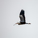 Heron with nesting material