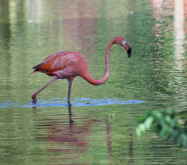 Flamingo (2)