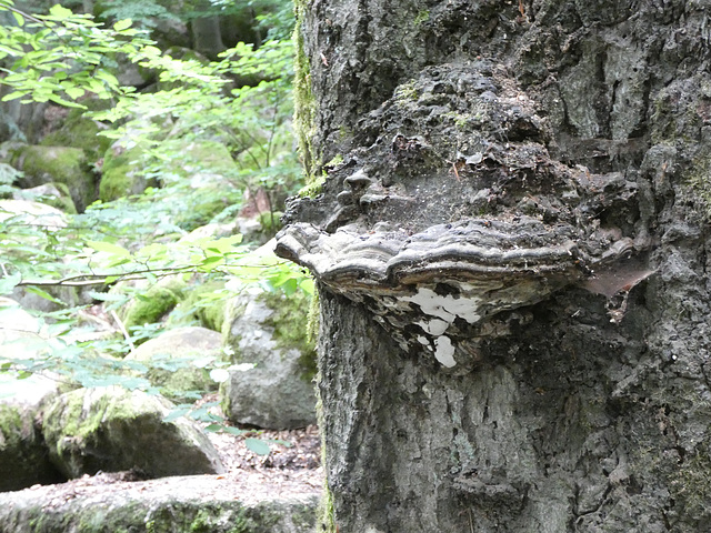 mein Freund der Baum