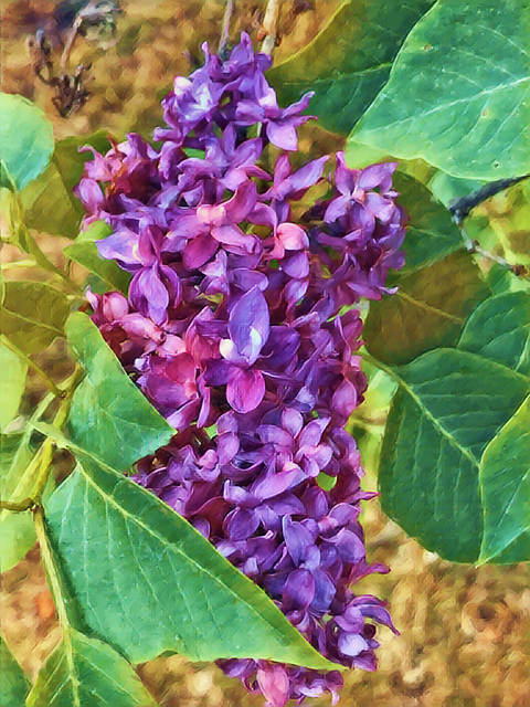 lilac time