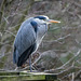 Heron