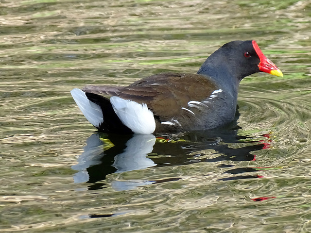 Moorhen,  Gallinula chloropus