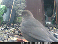 gct[4] - female blackbird