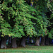 Une rangée d'arbres centenaires