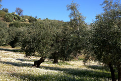 Olive trees near Zahara de la Sierra