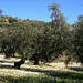 Olive trees near Zahara de la Sierra