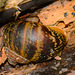 Life under a log. Snail and strange black beasties and baby Woodlice?