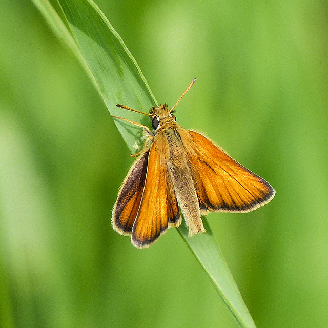 European Skipper