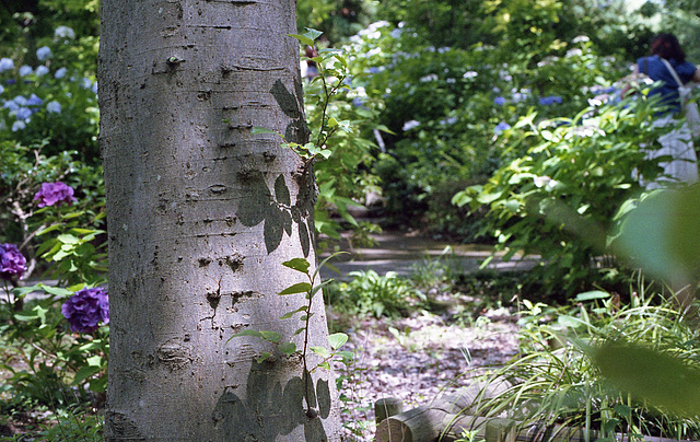 Shadows on the trunk