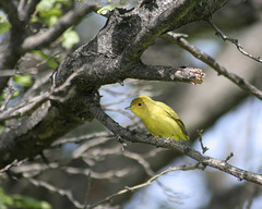 paruline jaune / yellow warbler