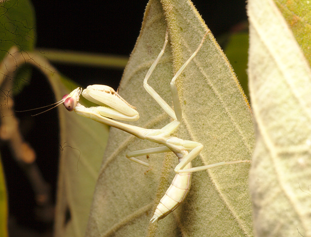 IMG 9074prayingmantid