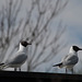 mouettes rieuses  (Chroicocephalus ridibundus)