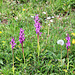 Orchideen in den Almwiesen am Prodel bei Steibis/Allgäu