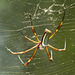 Spider, Nariva Swamp afternoon, Trinidad