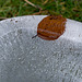 Leaf encased in ice
