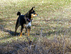 Afternoon walk with Maggie