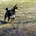 Afternoon walk with Maggie