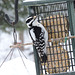 Downy Woodpecker