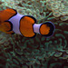 IMG_4776Clownfish