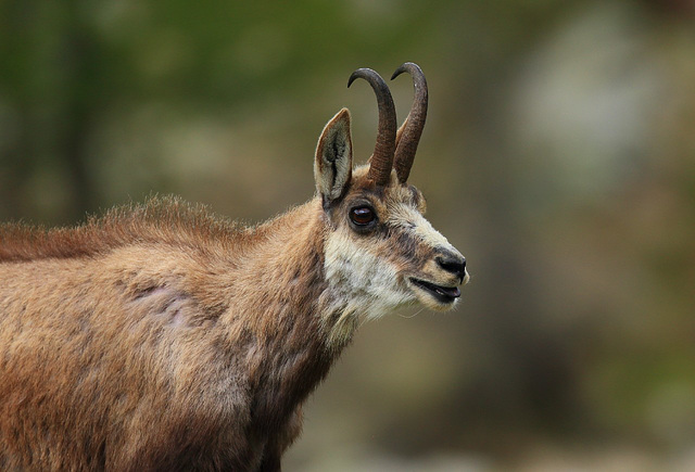 Chamois