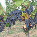 Blaue Trauben kurz vor der Weinlese