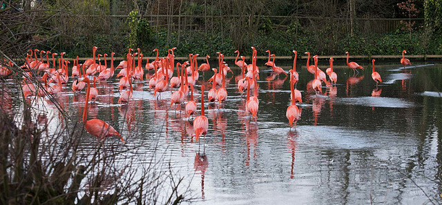 Flamingo pool at Chester Zoo.