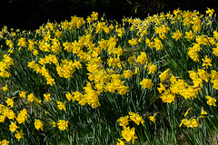 Daffodils