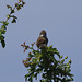 Common Whitethroat