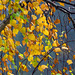 Birch tree with yellow leaves.