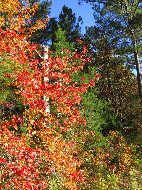 Colorful sweet-gum tree