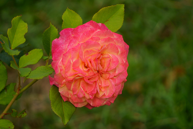 Lachsfarbene Rose