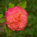 Lachsfarbene Rose
