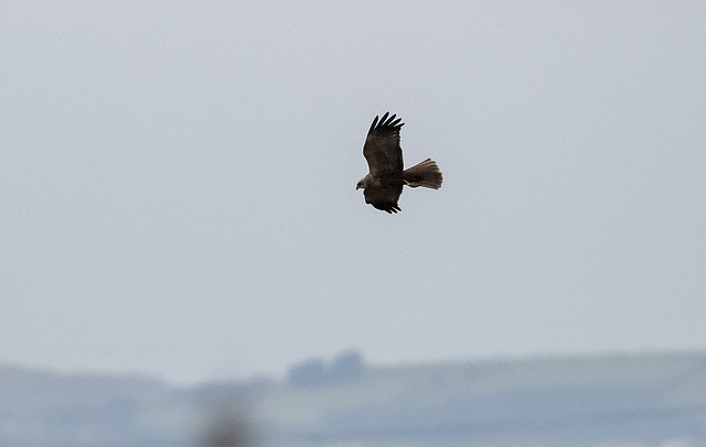 Marsh harrier