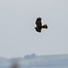 Marsh harrier