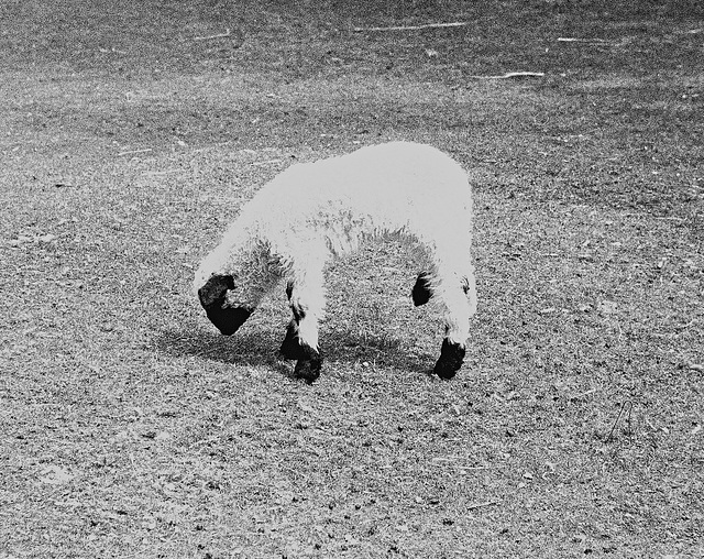 Tiergarten Straubing, Film