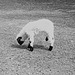 Tiergarten Straubing, Film