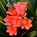 Clivia