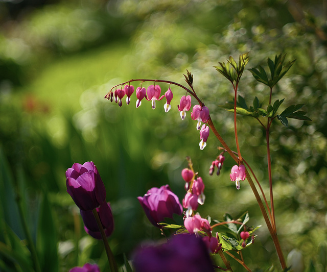 Frühlingsgarten