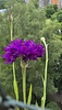 Kornblume auf dem Balkon