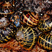 Life under a log. Snails