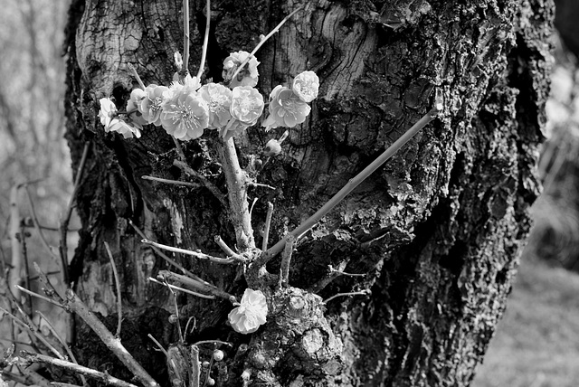 Blossoms on the trunk