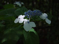 Hydrangea