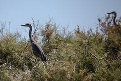 20150518 7921VRTw [R~F] Graureiher (Ardea cinerea), Parc Ornithologique, Camargue