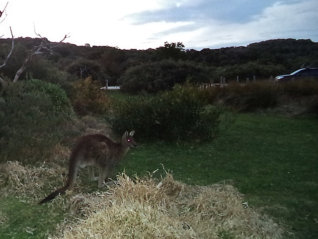 roos in the dusk