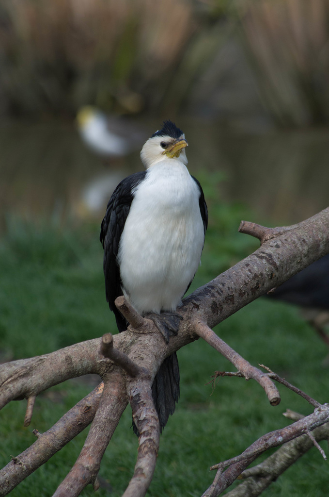 cormoran pie (Microcarbo melanoleucos)