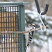 Downy Woodpecker