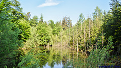 A small pond in the middle of the forest