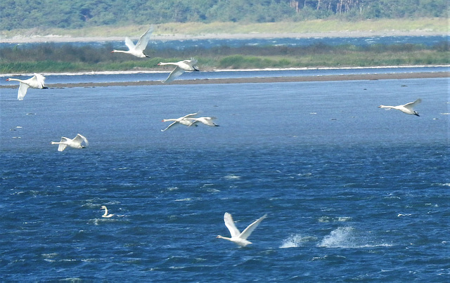Ostsee-Schwäne