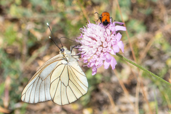 Black-veined White-DSA1401