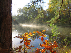 Fog on the pond